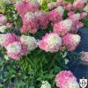 Hydrangea paniculata 'Pinky Promise' - Aedhortensia 'Pinky Promise' C2/2L